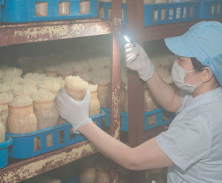 Giống Nấm Công nghệ sản xuất Nhật Bản