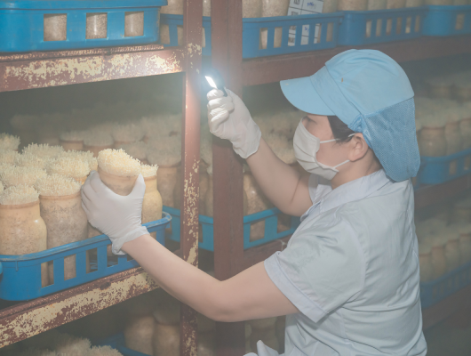 Giống Nấm Công nghệ sản xuất Nhật Bản