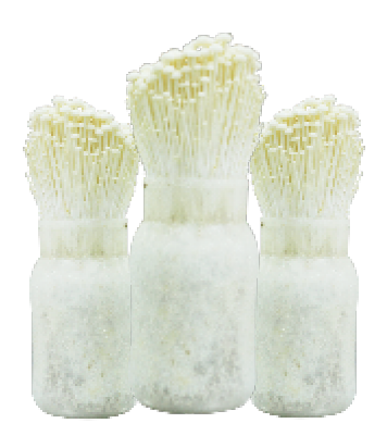 Câu chuyện về Nấm